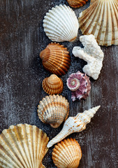 multicolored shells and corals