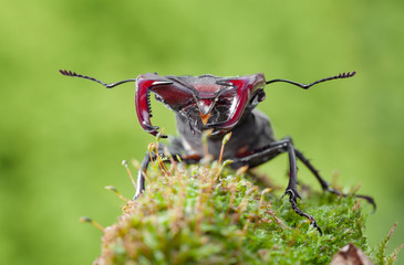 Stag Beetle front view
