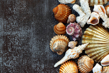 multicolored shells and corals