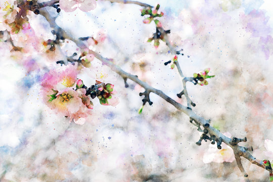 watercolor style and abstract image of cherry tree flowers