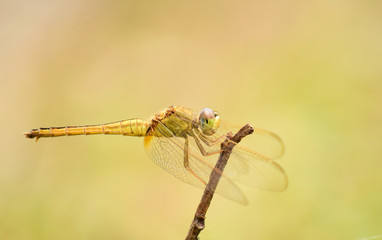Close up detail of dragonfly.  dragonfly image is wild with blur background. Dragonfly isolated.