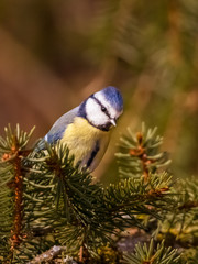 Meisen, Kleiber, Kohlmeise, Blaumeise