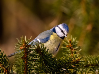 Meisen, Kleiber, Kohlmeise, Blaumeise