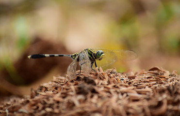 Close up detail of dragonfly.  dragonfly image is wild with blur background. Dragonfly isolated.