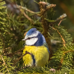 Meisen, Kleiber, Kohlmeise, Blaumeise