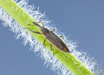 Weevil on green grass