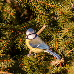 Meisen, Kleiber, Kohlmeise, Blaumeise