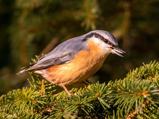 Meisen, Kleiber, Kohlmeise, Blaumeise
