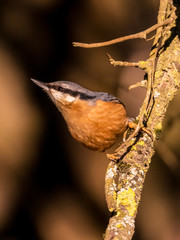 Meisen, Kleiber, Kohlmeise, Blaumeise