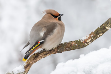 Waxwing bird winter animal wildlife