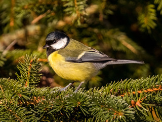 Meisen, Kleiber, Kohlmeise, Blaumeise