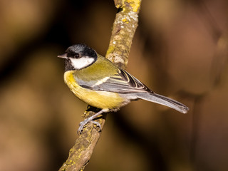 Meisen, Kleiber, Kohlmeise, Blaumeise
