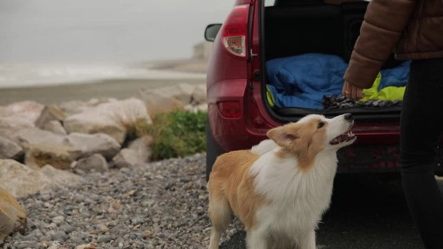 A Young Woman, A Girl Opens The Car, A Border Collie Dog Jumps Out Of It And Runs To The Beach. France, Normandy. Travel, Recreation, Entertainment, Vacation.