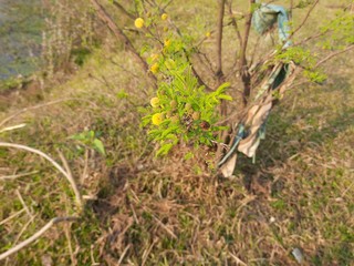 Vachellia nilotica flowers. Gum arabic tree, babul, thorn mimosa,Egyptian acacia or thorny acacia is a tree in the family Fabaceae. It is native to Africa, the Middle East and the Indian subcontinent.