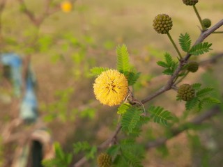 Vachellia nilotica flowers. Gum arabic tree, babul, thorn mimosa,Egyptian acacia or thorny acacia is a tree in the family Fabaceae. It is native to Africa, the Middle East and the Indian subcontinent.