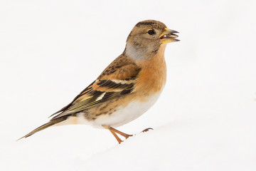 Brambling (Fringilla montifringilla) or cock o' the north or mountain finch in winter snow, finch family Fringillidae, migratory bird with black head, dark upperparts, orange breast and white belly.