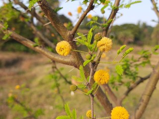 Vachellia nilotica flowers. Gum arabic tree, babul, thorn mimosa,Egyptian acacia or thorny acacia is a tree in the family Fabaceae. It is native to Africa, the Middle East and the Indian subcontinent.
