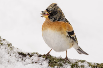 Brambling (Fringilla montifringilla) or cock o' the north or mountain finch in winter snow, finch family Fringillidae, migratory bird with black head, dark upperparts, orange breast and white belly.