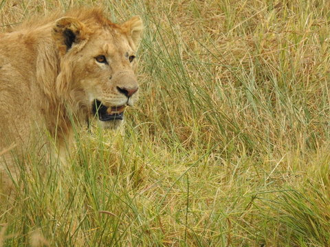 LEONES NGORONGORO