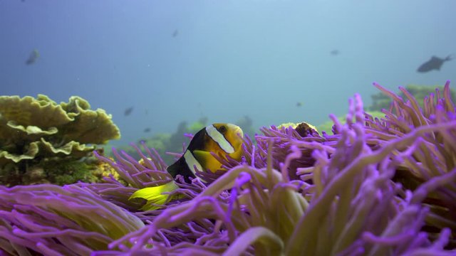 purple anemone and nemo clown fish