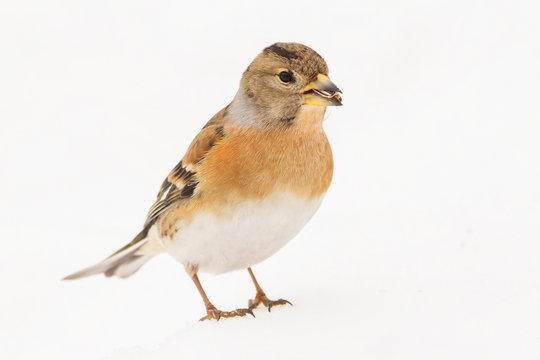 Brambling (Fringilla montifringilla) or cock o' the north or mountain finch in winter snow, finch family Fringillidae, migratory bird with black head, dark upperparts, orange breast and white belly.