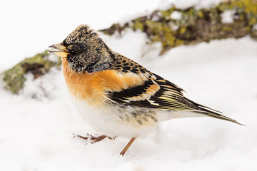 Brambling (Fringilla montifringilla) or cock o' the north or mountain finch in winter snow, finch family Fringillidae, migratory bird with black head, dark upperparts, orange breast and white belly.