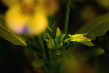 Closeup natural green leves flower on blurred flower background