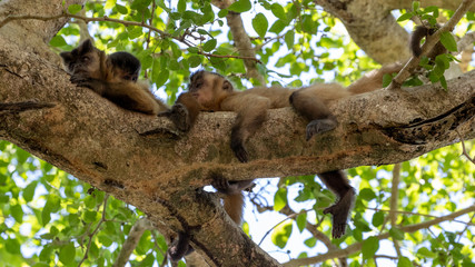 Drei Kapuzineraffen halten auf Ästen liegend Siesta auf einem Baum