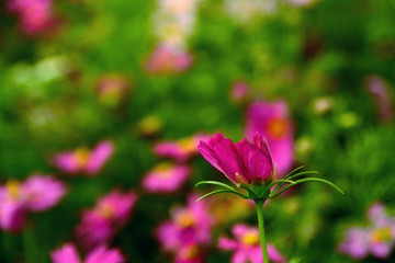 Closeup pink natural flower on blurred background