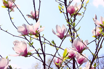 Blurry image of magnolia flower. Abstract nature background. Magnolia tree, close up. Nature, spring concept.
