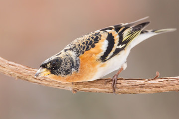 Brambling (Fringilla montifringilla) or cock o' the north or mountain finch in winter snow, finch family Fringillidae, migratory bird with black head, dark upperparts, orange breast and white belly.