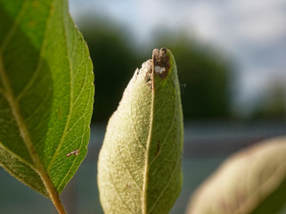 Fototapeta premium leaves of a young Apple tree in summer, close-up