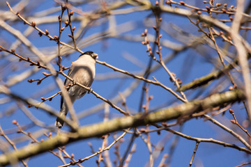 Eurasian bullfinch, common bullfinch or bullfinch (Pyrrhula pyrrhula), a small passerine bird in the finch family, Fringillidae, finch bird