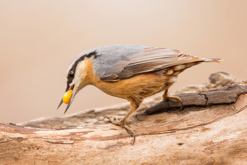 Nuthatch (Sitta europaea) Eurasian nuthatch bird perching on a branch, close up bird photo with blurry background, common wood and garden bird with orange breast and grey back
