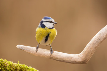 Blue tit (Cyanistes caeruleus) or Eurasian blue tit, small passerine bird in the tit family...