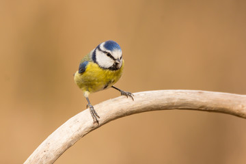 Blue tit (Cyanistes caeruleus) or Eurasian blue tit, small passerine bird in the tit family...
