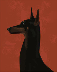 Realistic purebred black large doberman with tan markings, smooth coat and powerful jaws on a brown background.  Gorgeous one-man dog in vector. 