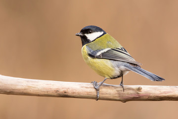Great tit (Parus major) common garden bird close up, black yellow and white bird perching on the branch with blurry background