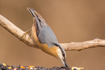Nuthatch (Sitta europaea) Eurasian nuthatch bird perching on a branch, close up bird photo with blurry background, common wood and garden bird with orange breast and grey back