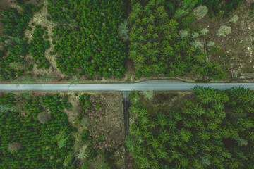 Road in the forest