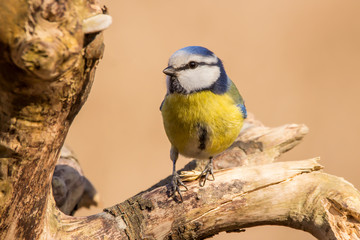 Obraz premium Blue tit (Cyanistes caeruleus) or Eurasian blue tit, small passerine bird in the tit family Paridae. Blue, yellow and white plumage small sized common garden bird.