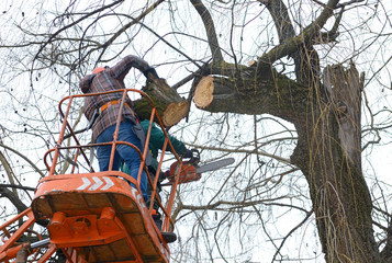 Experienced arborists cut branches of a tree with chainsaw using truck-mounted lift