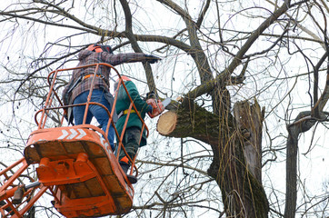 Experienced arborists cut branches of a tree with chainsaw using truck-mounted lift