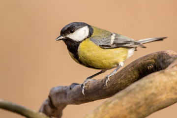 Fototapeta premium Great tit (Parus major) common garden bird close up, black yellow and white bird perching on the branch with blurry background