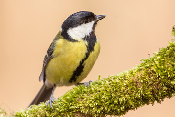 Great tit (Parus major) common garden bird close up, black yellow and white bird perching on the...