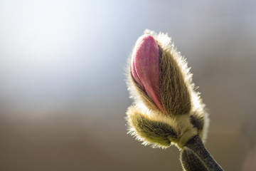 Magnolie
