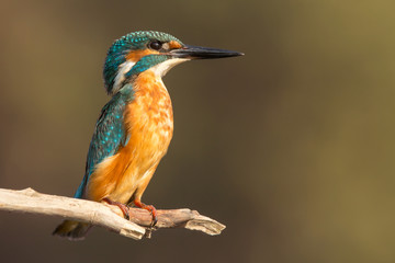 Common Kingfisher (Alcedo atthis) european kingfisher bird in natural habitat, close up photo with blurry background