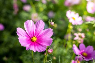 Fototapeta premium Beautiful Cosmos flowers in garden. Nature background.