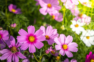 Fototapeta na wymiar Beautiful Cosmos flowers in garden. Nature background.
