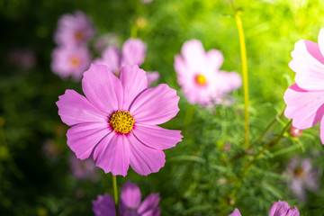 Obraz premium Piękne kwiaty kosmosu w ogrodzie. Tło natura.